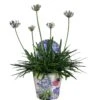 Agapanthus XL, In 24cm-pot
