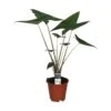 Alocasia Zebrina, In 19cm-pot