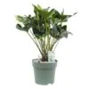 Anthurium Arrow, In 30cm-pot