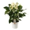 Anthurium White Champion, In 17cm-pot
