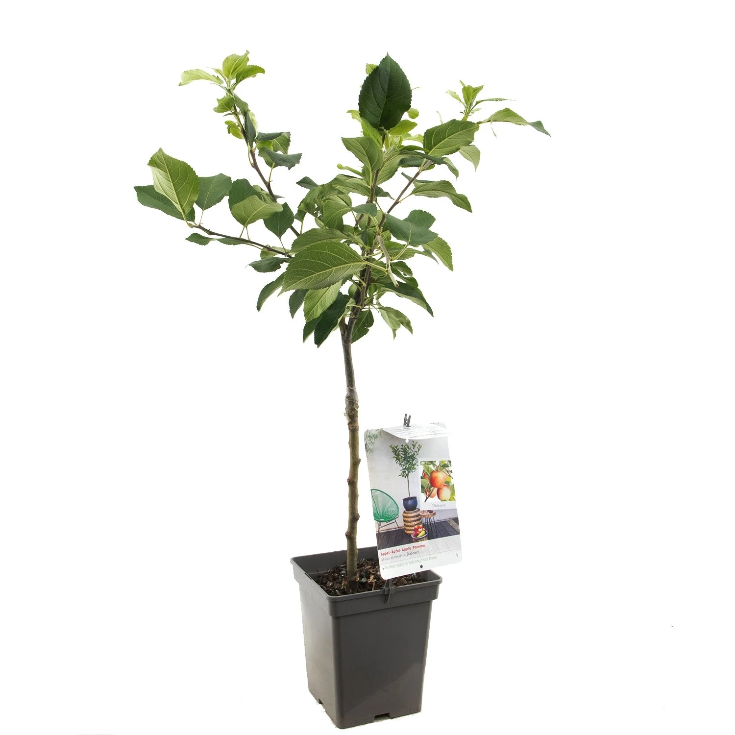 Appelboom (Malus Dom. Delcorf Patio), In Pot 1 Appelboom (Malus Dom. Delcorf Patio), In Pot