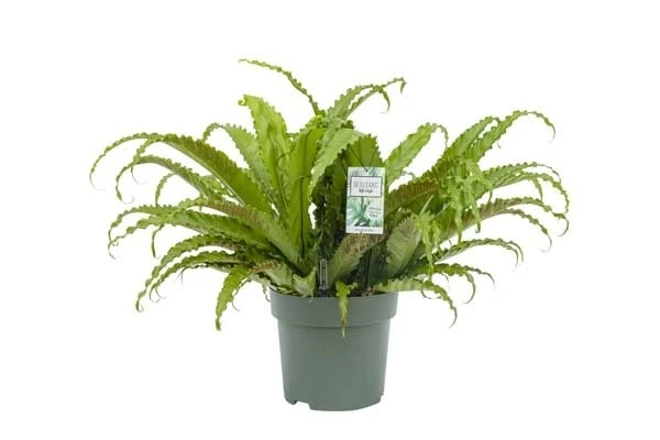 Asplenium Osaka, In 30cm-pot 1 Asplenium Osaka, In 30cm-pot