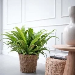Groen Thuis Winkel -Groen Thuis Winkel asplenium osaka in 30cm pot 600x600 61fce46fb49ee l
