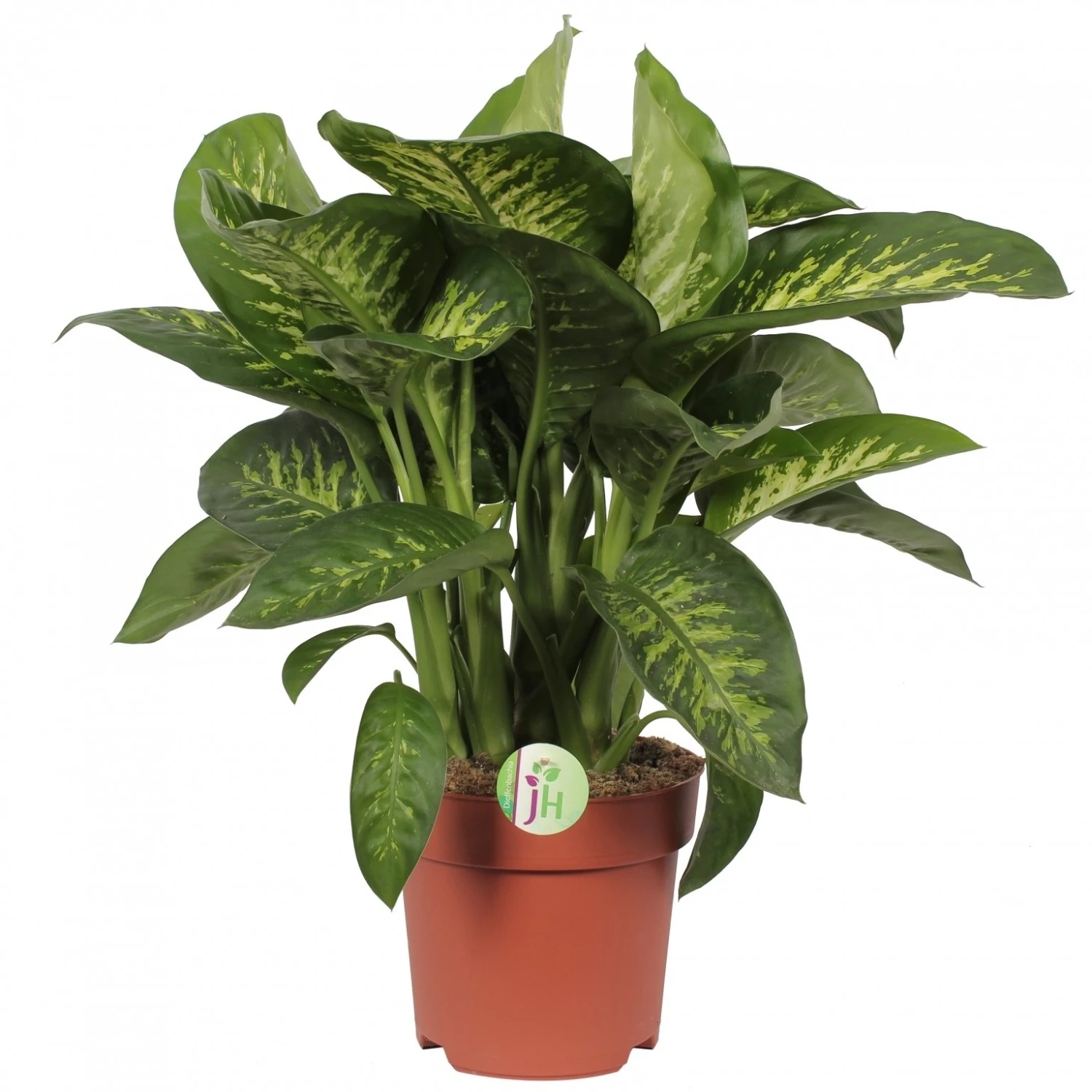 Dieffenbachia 'Reeva', In 24cm-pot 75cm Hoog 1 Dieffenbachia 'Reeva', In 24cm-pot 75cm Hoog