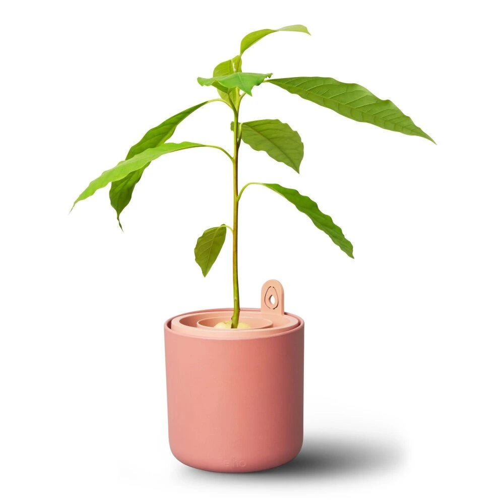 Elho Amazing Avocado Pot Bruin 2 Elho Amazing Avocado Pot Bruin - Afbeelding 2