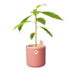 Elho Amazing Avocado Pot Bruin 11 Elho Amazing Avocado Pot Bruin -Groen Thuis Winkel elho amazing avocado pot bruin 1000x1000 64aeba7c1a4a9 l