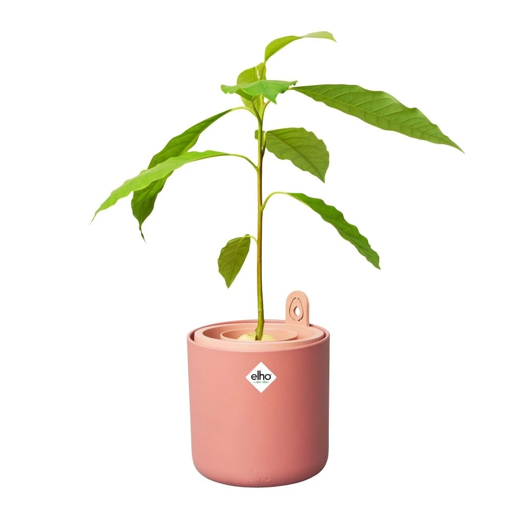 Elho Amazing Avocado Pot Bruin 3 Elho Amazing Avocado Pot Bruin - Afbeelding 3