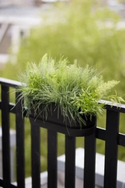 Elho Plantenbak Greenville Easy Balcony 52cm Zwart -Groen Thuis Winkel elho plantenbak greenville easy balcony 52cm zwart 534x800 620e3d739f18a l