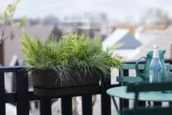 Elho Plantenbak Greenville Easy Balcony 52cm Zwart -Groen Thuis Winkel elho plantenbak greenville easy balcony 52cm zwart 800x534 620e3d73e2a5d l