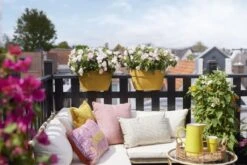 Elho Plantenbak Vibia Campana Flower Bridge 40cm Geel -Groen Thuis Winkel elho plantenbak vibia campana flower bridge 40cm geel 800x534 620e3d12b1b1c l