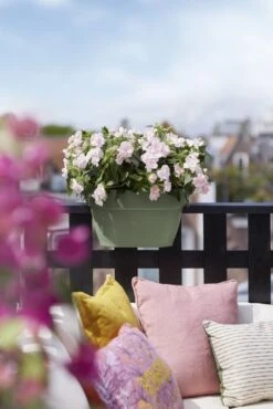 Elho Plantenbak Vibia Campana Flower Bridge 40cm Groen -Groen Thuis Winkel elho plantenbak vibia campana flower bridge 40cm groen 534x800 620e3d1fe9139 l