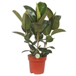 Ficus Elastica 'Robusta', In 27cm-pot 85cm Hoog