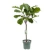 Ficus Lyrata, In 27cm-pot