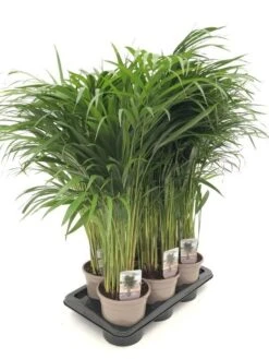 Goudpalm (Dypsis Lutescens), In 17cm-pot 85cm Hoog