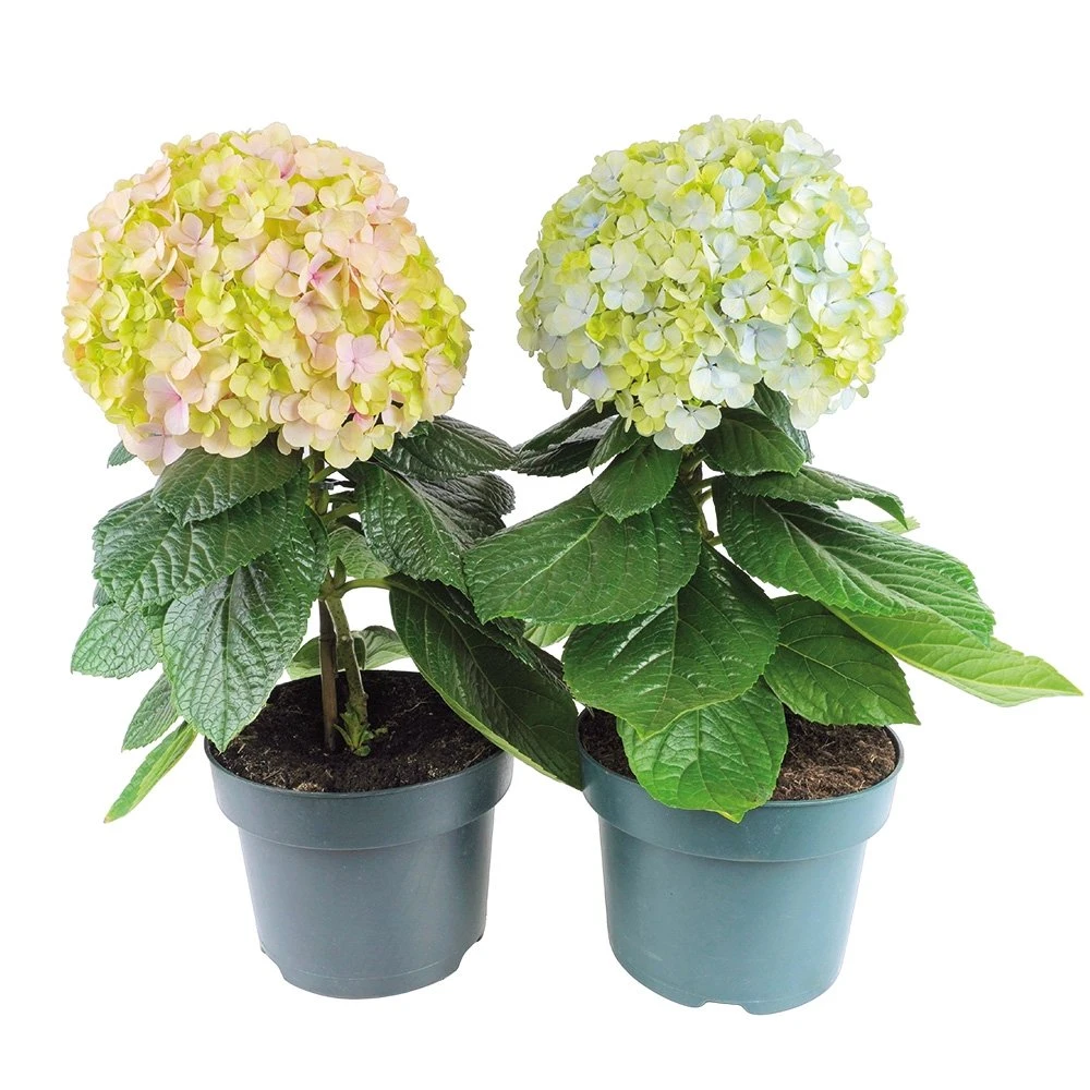 Hortensia Avantgarde, In 23cm-pot 1 Hortensia Avantgarde, In 23cm-pot