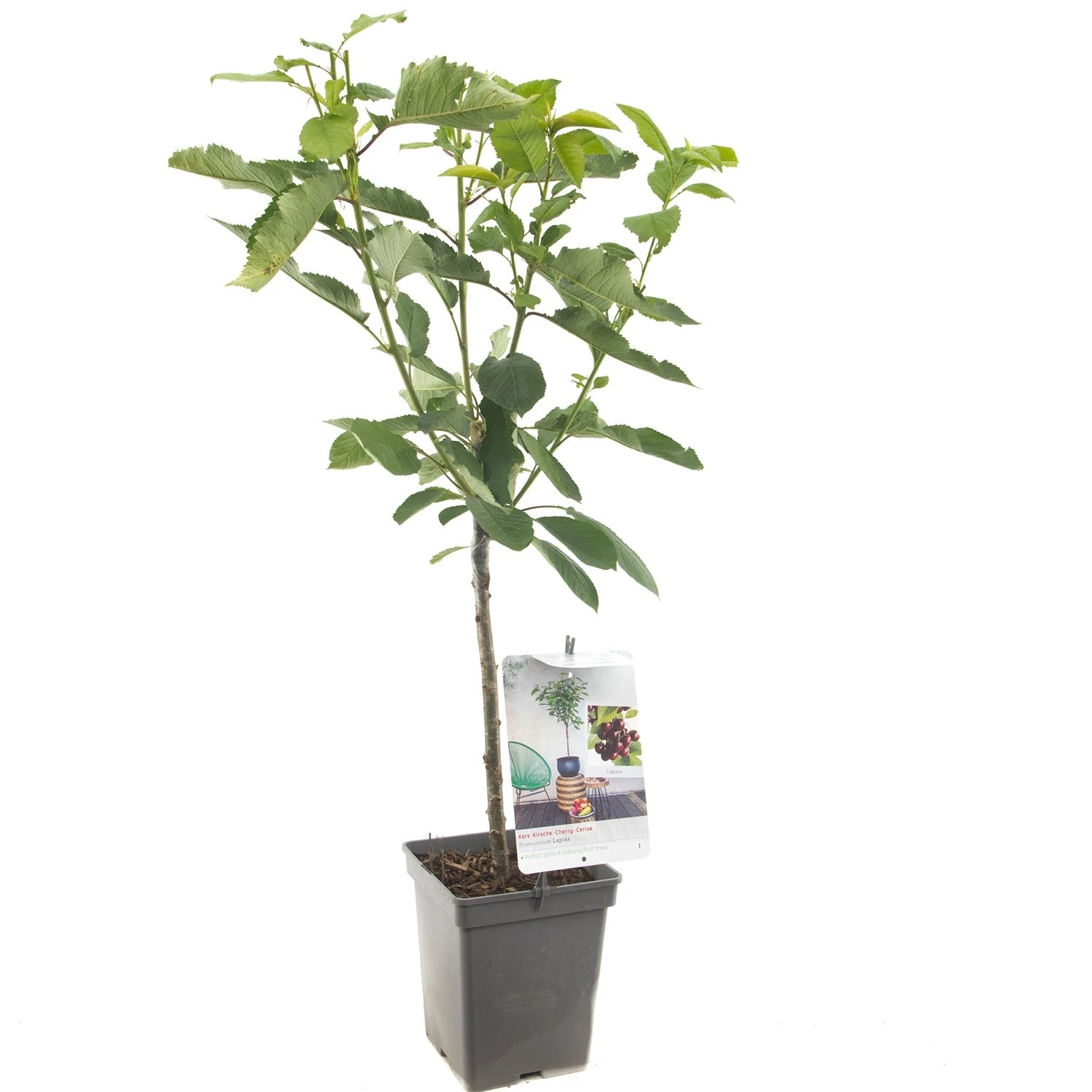 Kersenboom (Prunus Avium Lapins Patio), In Pot 1 Kersenboom (Prunus Avium Lapins Patio), In Pot