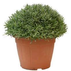 Lavendel, In 30cm-pot