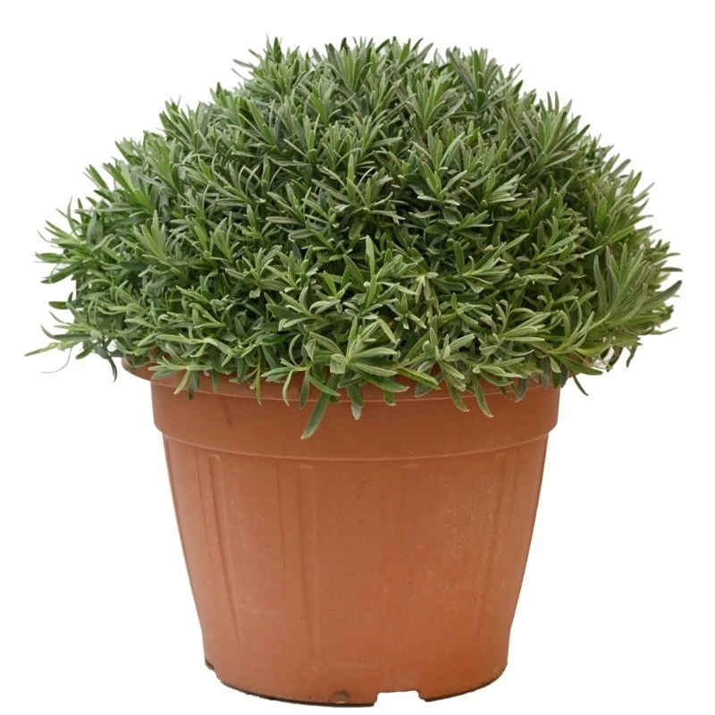 Lavendel, In 35cm-pot 1 Lavendel, In 35cm-pot