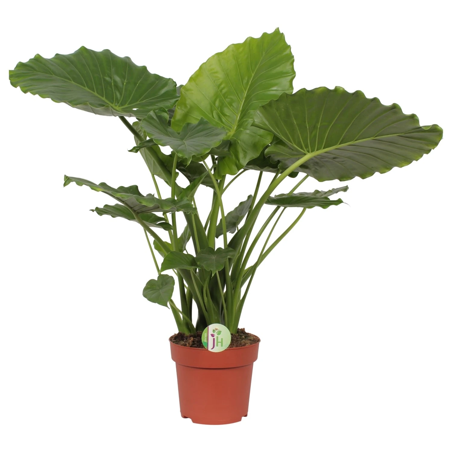 Olifantsoor (Alocasia 'California'), In 21cm Pot 85cm Hoog 1 Olifantsoor (Alocasia 'California'), In 21cm Pot 85cm Hoog
