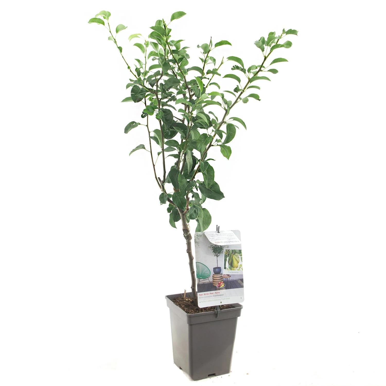 Perenboom (Pyrus Comm. Conference Patio), In Pot 1 Perenboom (Pyrus Comm. Conference Patio), In Pot