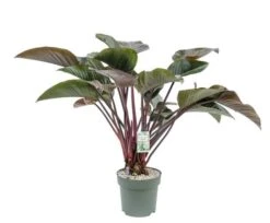 Philodendron Red Beauty, In 27cm-pot