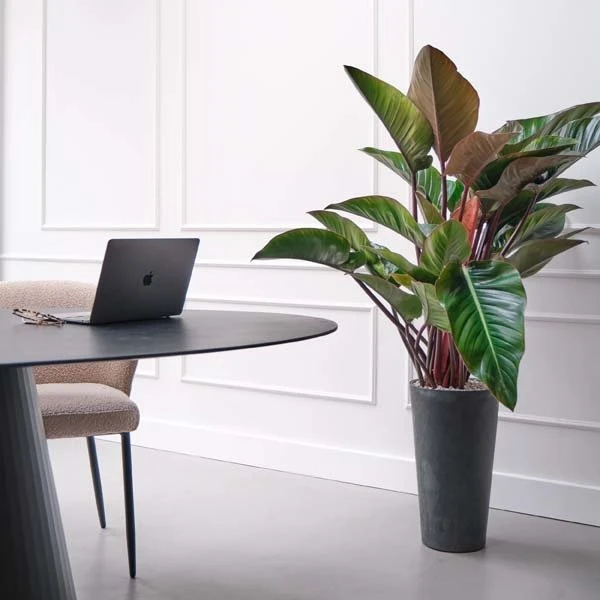 Philodendron Red Beauty, In 27cm-pot 2 Philodendron Red Beauty, In 27cm-pot - Afbeelding 2