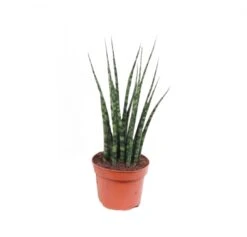 Sansevieria Mikado, In 14cm-pot