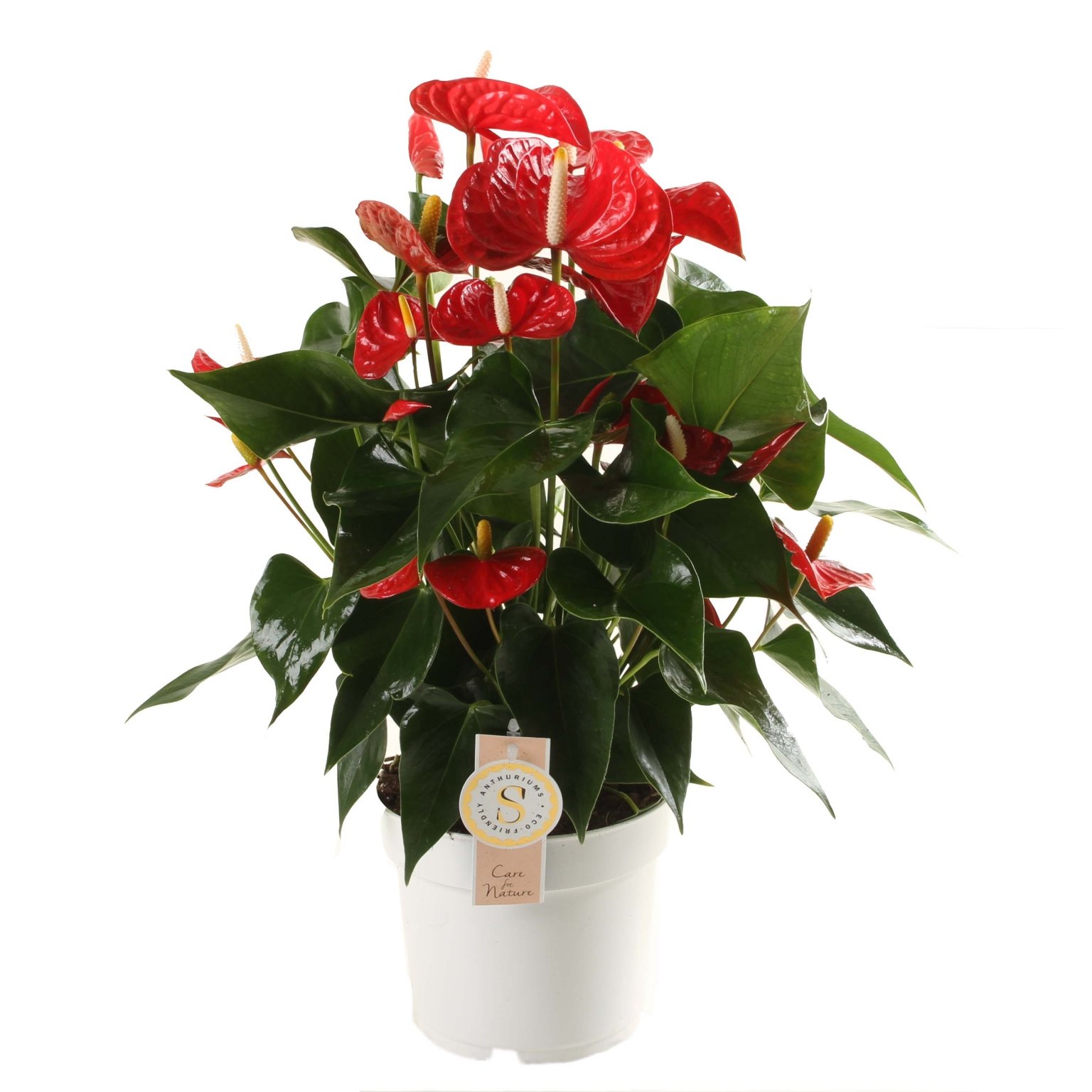 Groen Thuis Winkel -Groen Thuis Winkel anthurium red champion in 17cm pot 1610310005 l