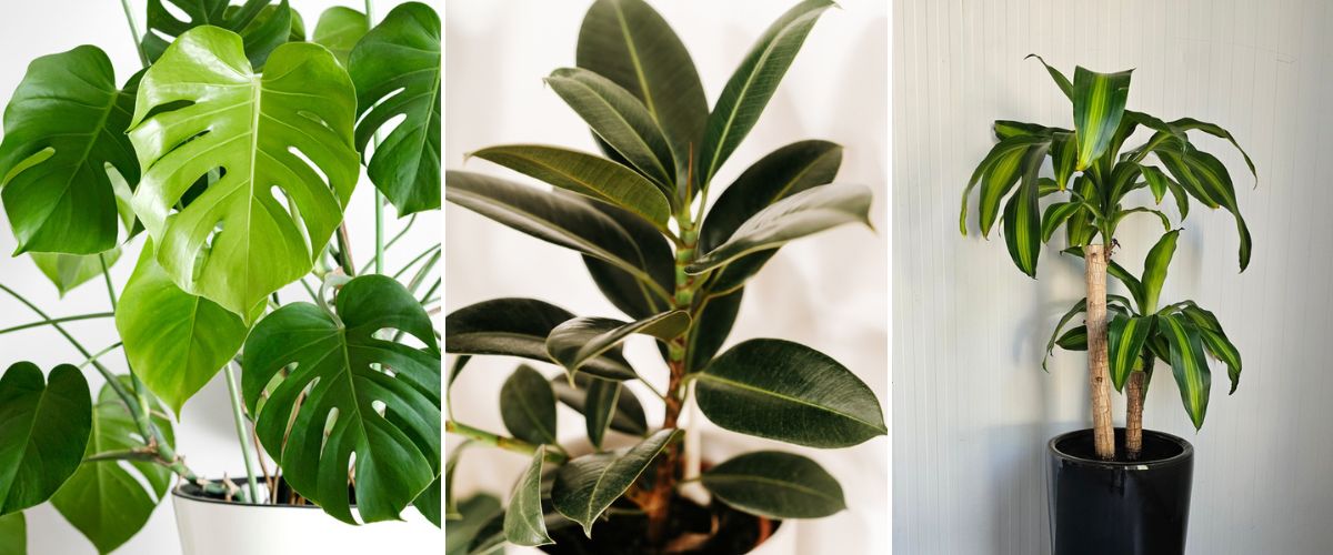 Groen Thuis Winkel -Groen Thuis Winkel grote kamerplanten wenninkhof 1200x500 657ade9e05cde