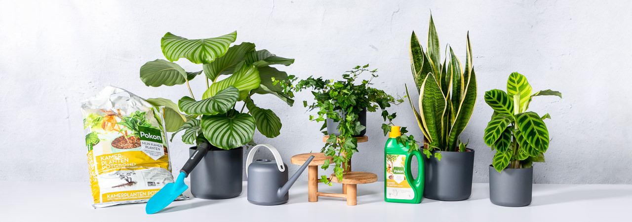 Groen Thuis Winkel -Groen Thuis Winkel kamerplanten met accessoires