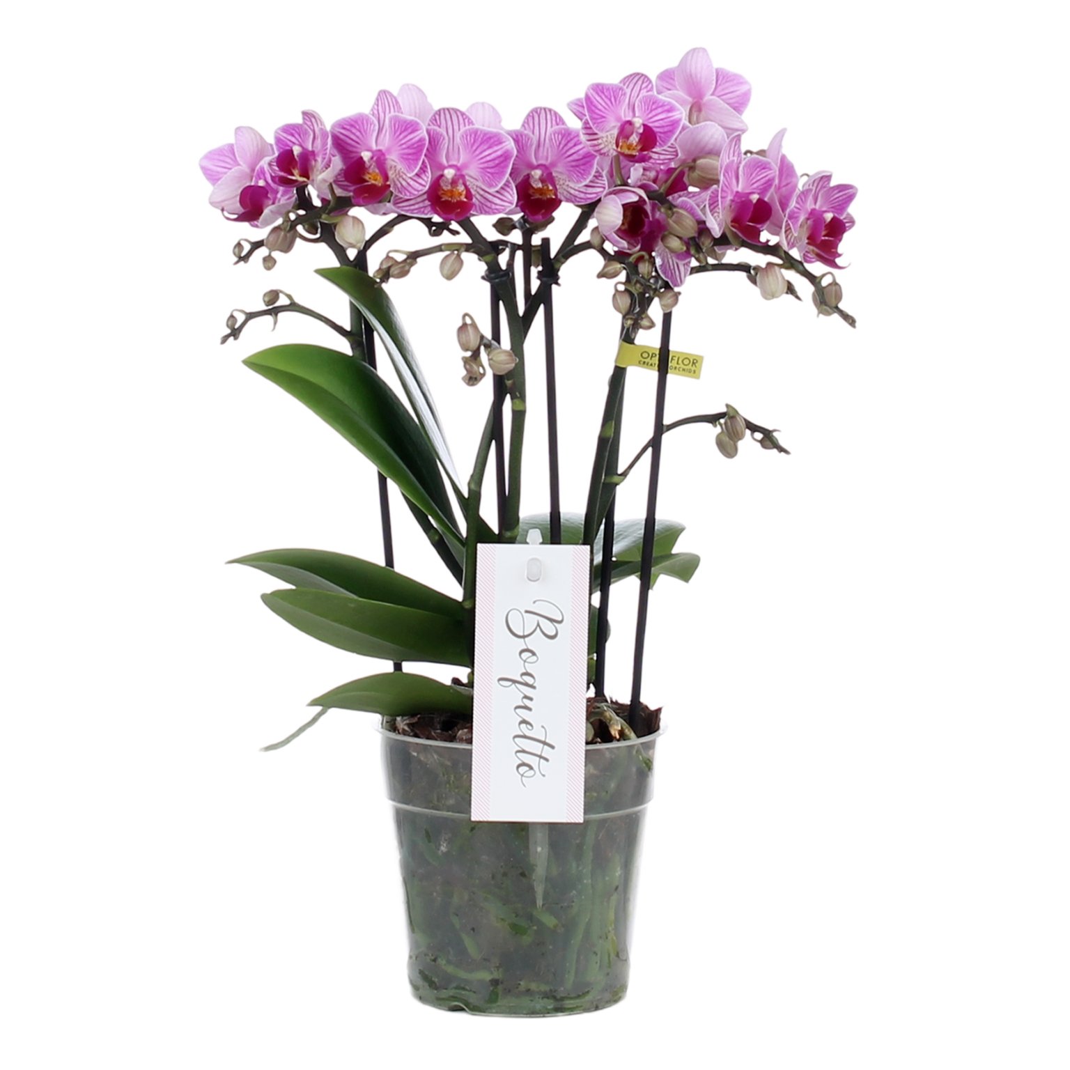 Groen Thuis Winkel -Groen Thuis Winkel phalaenopsis boquetto delight 3 tak minimaal 30 bloem 1615997569 l