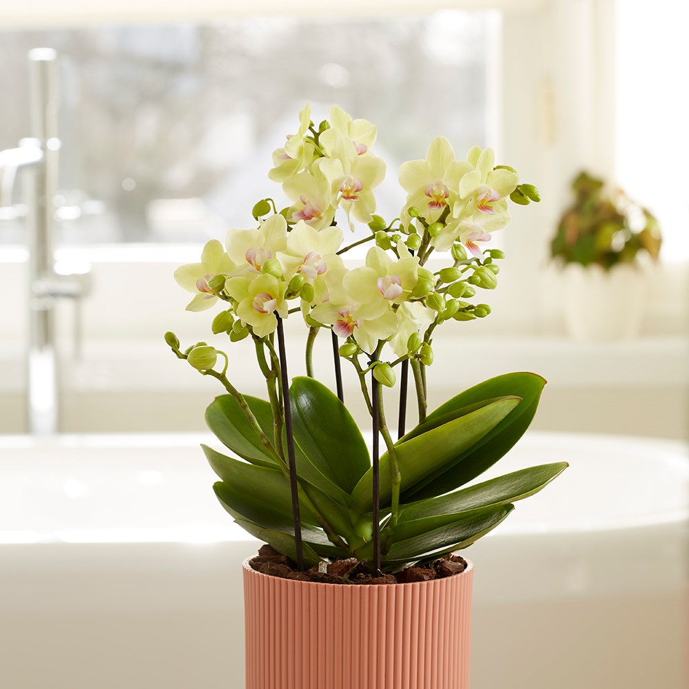 Groen Thuis Winkel -Groen Thuis Winkel pl0000006906 card3 lg