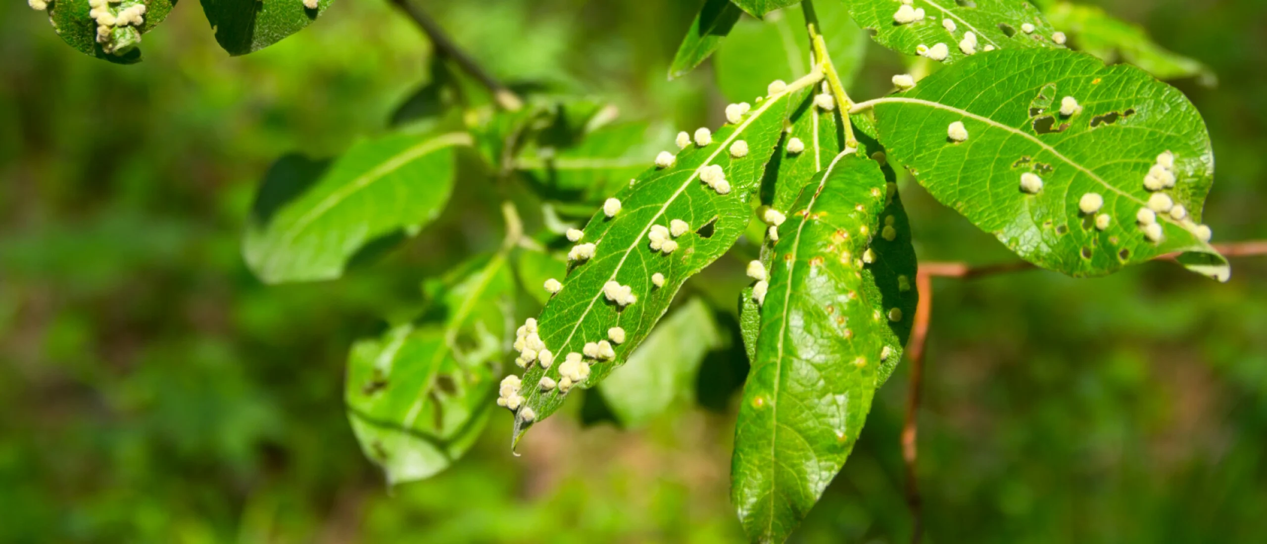 Groen Thuis Winkel -Groen Thuis Winkel plagen bestrijden zo doe je dat 2560x1100 1